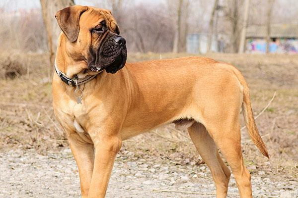 犬の予防接種は受けられるお話しするべきことと安全な接種のポイント