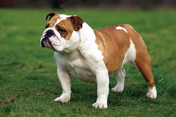 他人に犬を飼わせるなその理由とは