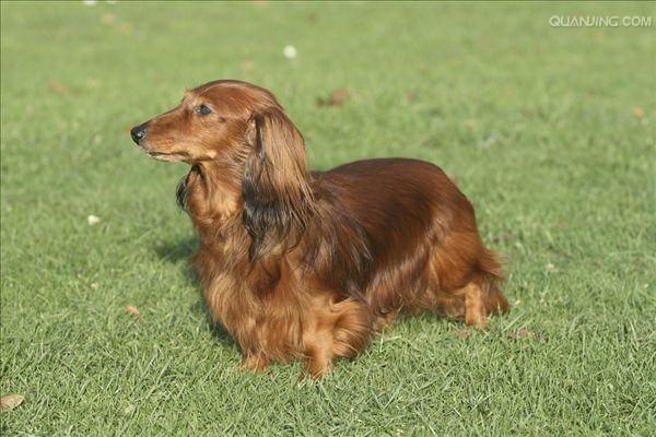 犬に面麦は大丈夫どう食べるべき