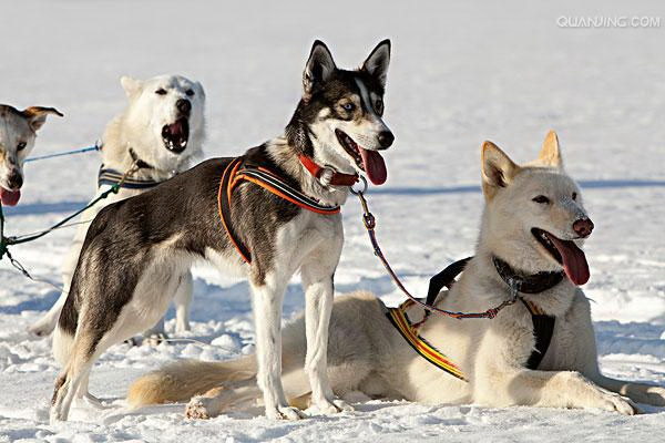 こんにちは皆さん今日はとても小さい犬にブラッシングは可能かまた幼犬の口腔衛生についてお話ししたいと思います