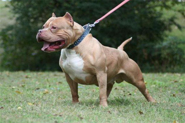 青岛で人気の犬と食事する店ペットとの時間が特別な思い出に