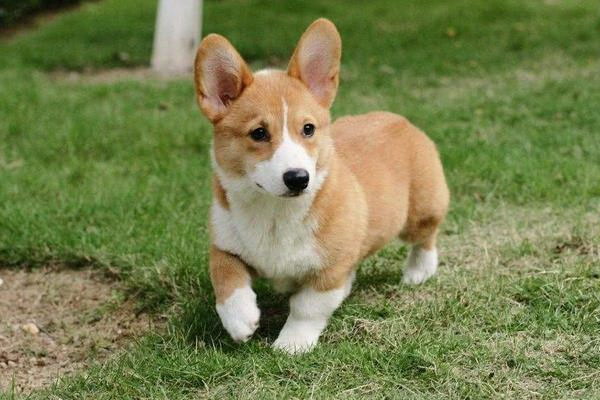 犬が寝るときに足を突き出すのはなぜその理由を探る