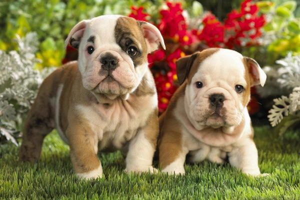 犬が小さな鈴が好きな理由とは愛犬の興味深い行動を探る
