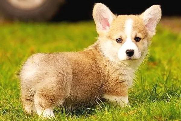 犬が双酸水消毒剤を飲んでも大丈夫危険性と対策を詳しく解説