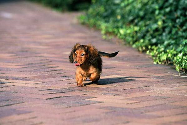 出産中の犬が食事を摂取するのは大丈夫実態を探る