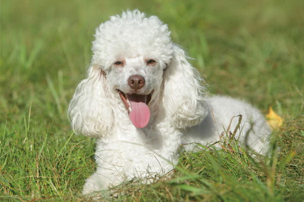 犬の尿に白色の带が見られる理由と対策とは