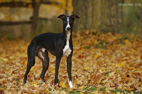 愛犬の爪が唇を切った慌てて行った病院の物語