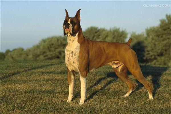 秋の訪れと共に犬が抜け毛する理由とはその正体を探る