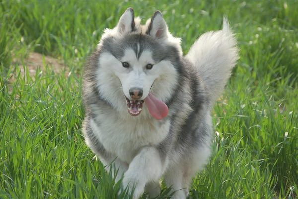 なぜ犬が頻繁に巣を掘るのか原因と対策を徹底解説