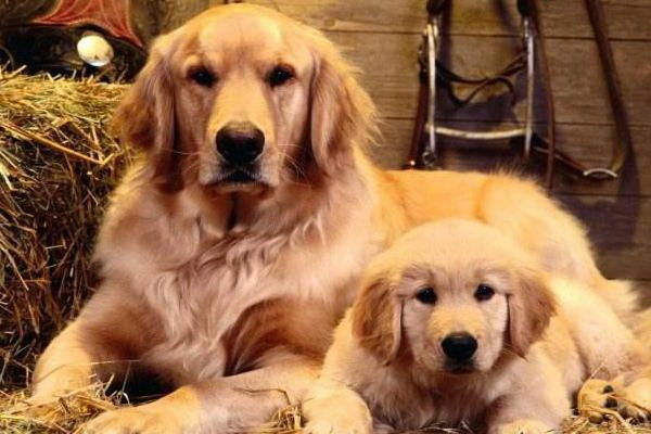6ヵ月の犬は皮蛋を食べられる安全性と栄養バランスを詳しく解説