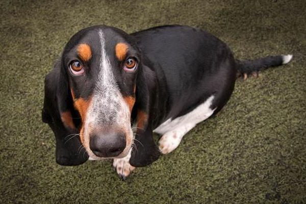 犬の舌の驚異その特性と役割とは