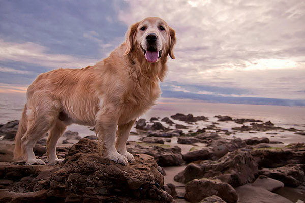 なぜ犬は常に興奮しているのかその理由を探る