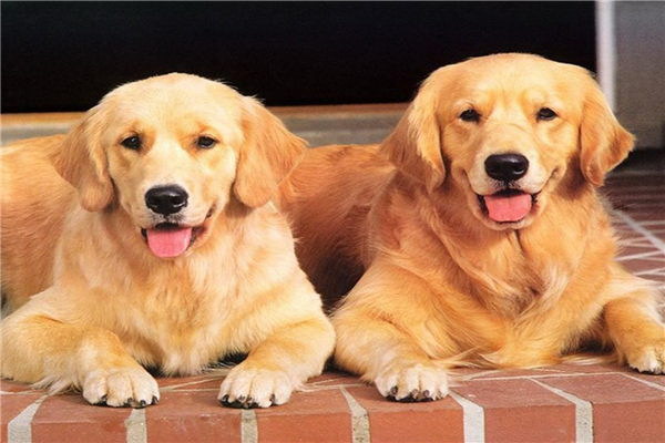 星巴克で犬とお散歩犬を連れて行ける星巴克の魅力と注意点