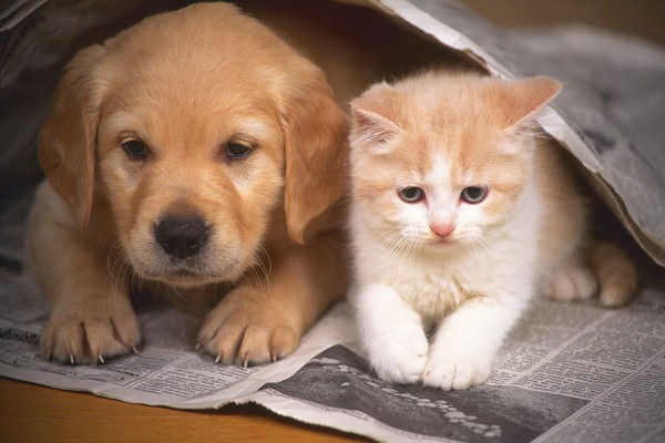 犬をケージで飼うのは良いかその正しい知識と実践法