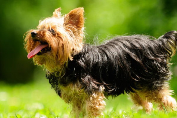 3匹の犬が主人を救った感動の物語
