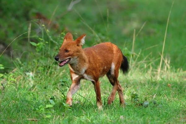 さかも耶の幼犬が大ヒット愛犬家の网红犬の育て方と楽しい日常