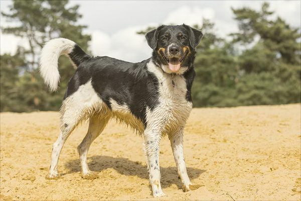 犬の除虫治療でアベンダゾールは飲める効果と注意点を詳しく解説