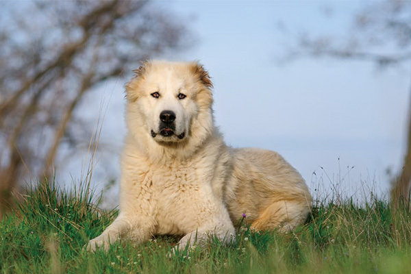 なぜ犬が集団で攻撃するのかその心理と理由を探る