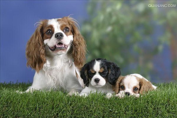 犬の擦伤に効く薬とはおすすめの治療法と注意点を詳しく解説