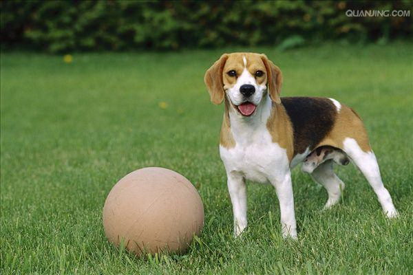 なぜ犬がシャンプー後に皮膚がかゆくなるのか原因と対策を詳しく解説
