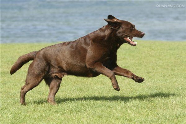 歩行トレーニングで犬を上手く導く方法