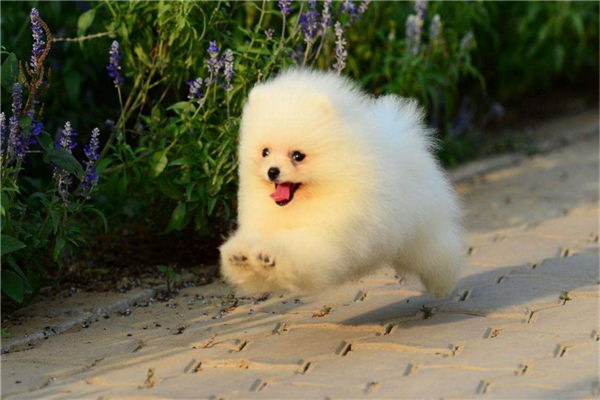夏の暑さに負けない犬の夏の解暑方法を大公開