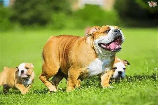 犬の鼻づまりを解消効果的な妙案まとめ
