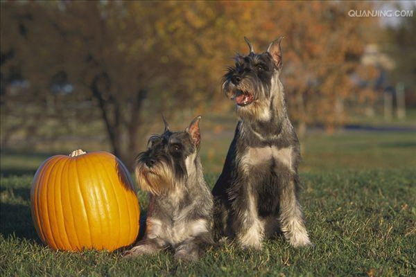 お腹いっぱいで走る犬の驚異のパフォーマンス
