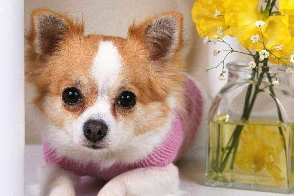 最も賢くて美しい犬種はどれ