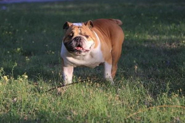 灰黄毛の犬種とは見たことのない犬種も紹介
