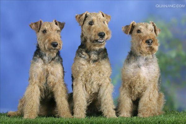 動物愛護アドボカシー盘点で救った犬たちの主婦は誰の声