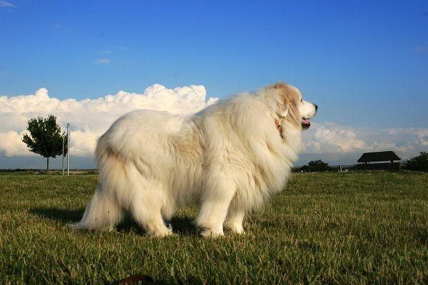 犬の大好き冬瓜と肉の美味しい煮込みレシピ