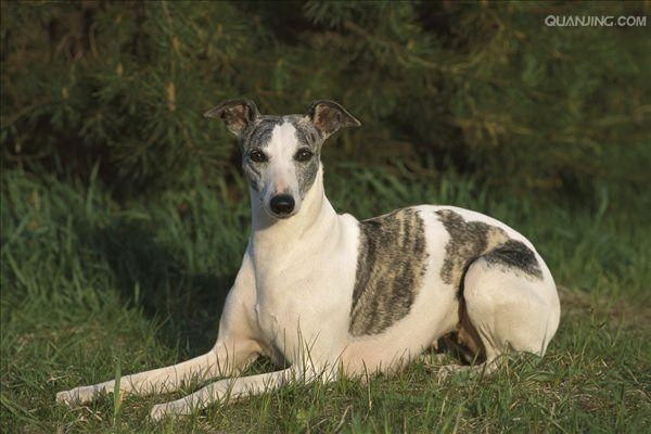 犬に喜雀は食べられる有毒かどうかの真相を解説