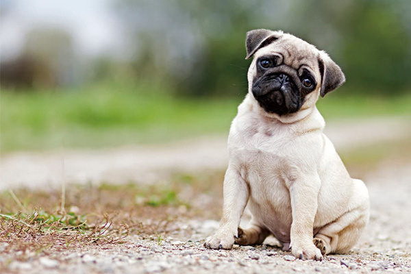 外で散歩する時主人との遊びを嫌がる犬の行動に何が原因
