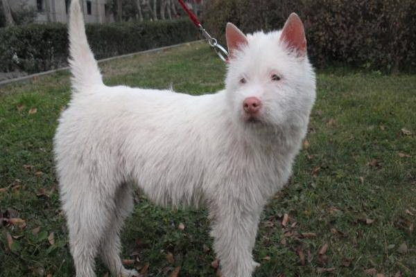 警犬犬犬の愛称はマーチン彼の活躍と大切なお話