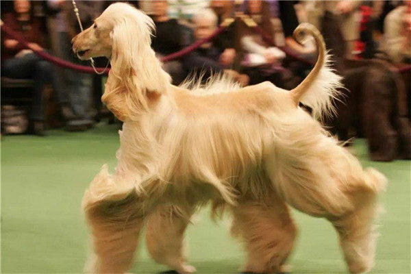 犬の黒い牙龈の原因と対策とは