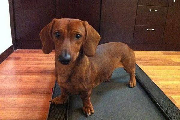 夢の中で吠える楽しい音楽犬の夢を響かせる和風メロディ