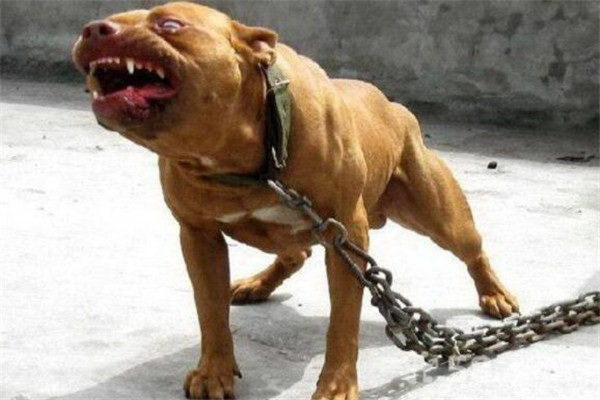 愛犬を飼いたくない育てられない犬の辛い決断
