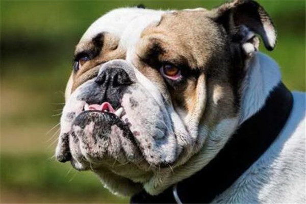 世界一多く産む犬種とは驚愕の産数を持ち寄る犬種を特集