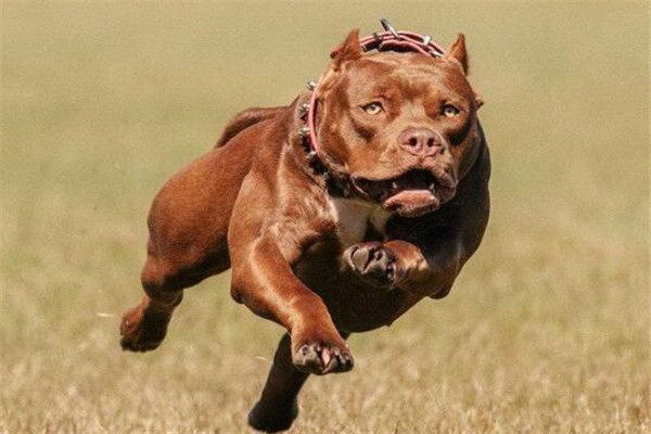 人を恐れる犬の心を克服する方法安心感を与えるコツを徹底解説