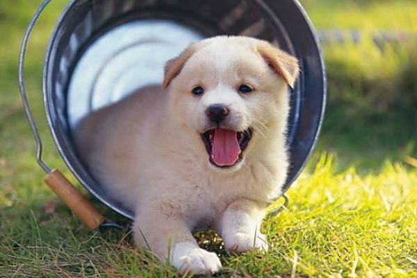 犬が寝るときに毛布をかけるのはいいのその効果と注意点を詳しく解説