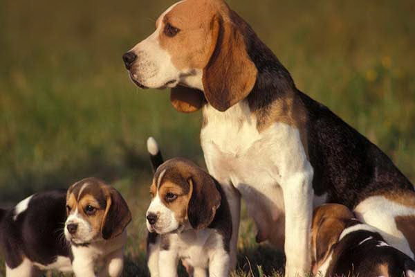 毛孩が犬を飼うべきか一人称で語る犬との生活