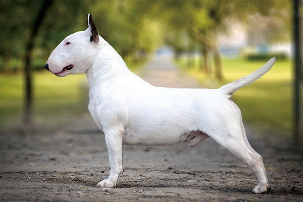 犬は99の棒を食べることができるか安全なおやつ探訪
