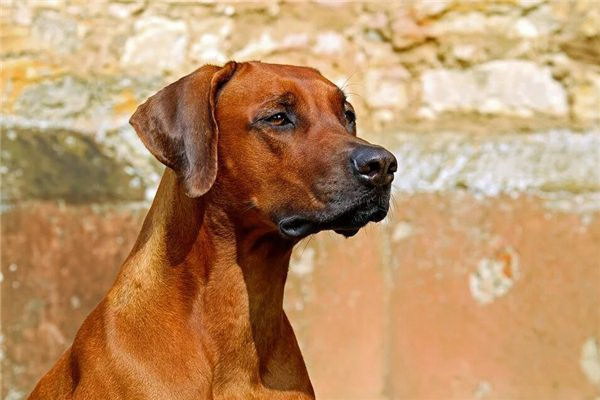 犬の保護施設とは何か愛犬たちの温かい避難所を探る
