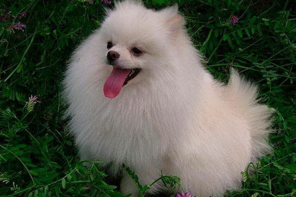 可愛いペット犬の撮影術フォトグラファーの秘伝