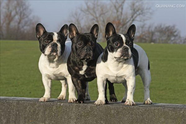 愛犬を車で亡くした主人の切ない物語