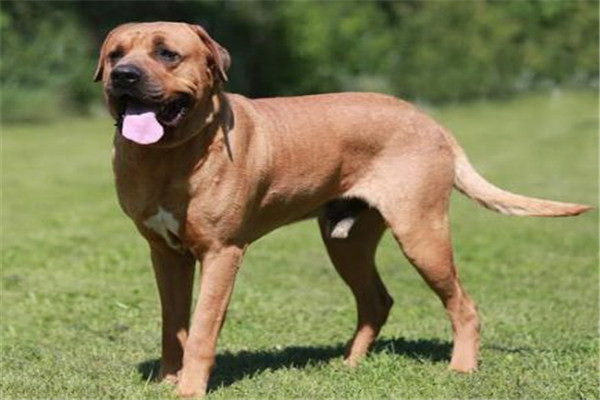 犬の肥満症を自宅で簡単にチェックこれで健康な体重を保つ
