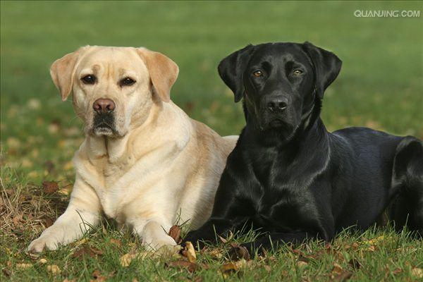 爆汁フードで大興奮柴犬が夢中になる瞬間