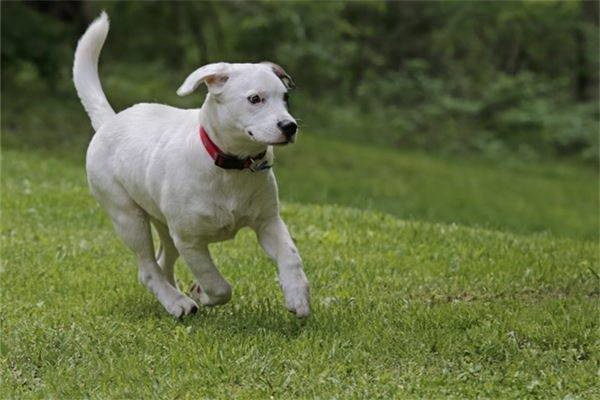 子育てとペットの絆お子さんと犬の楽しい日々