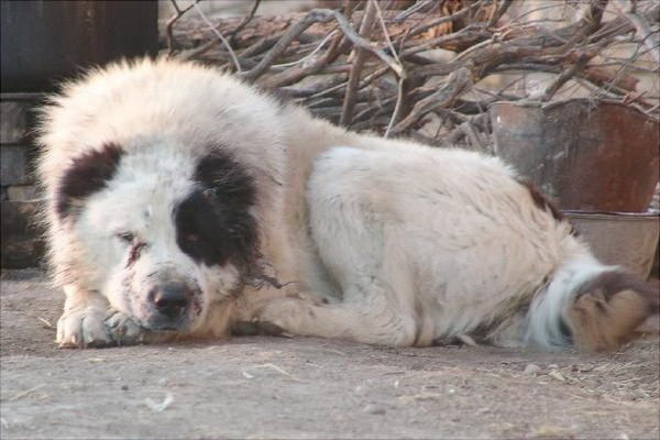 犬の突破遊び方で楽しむドッグアウトブレイクの魅力